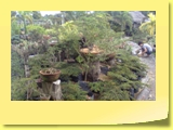 Landscaped Bonsai